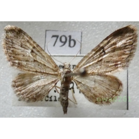 Eupithecia pusillata (Denis & Schiffermüller, 1775) Czech79b